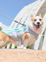 Lilicloth X Funnpaw Summer Thin Large Dog Clothes Pet Cooling Clothes