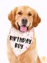 Lilicloth X Funnpaw Birthday Girl Birthday Boy Dog Print Bib