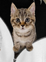 Funny Cat Casual Crew Neck Animal Long Sleeve Shirt